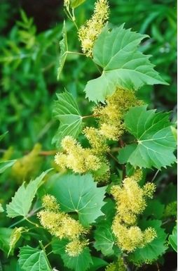 Виноград ароматный Томек (Tomek)