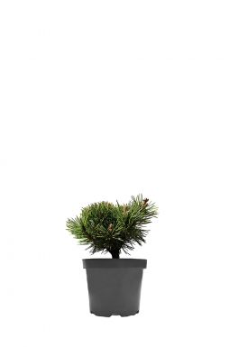 Сосна горная Гном Фидлинг (Gnom Findling)