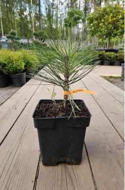 Сосна черная Молетте (Molette)