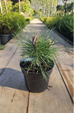 Сосна черная Оттос Компакт (Ottos Compact)