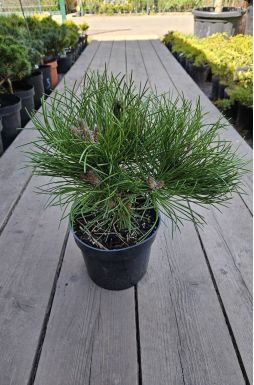 Сосна черная Хельга (Helga)