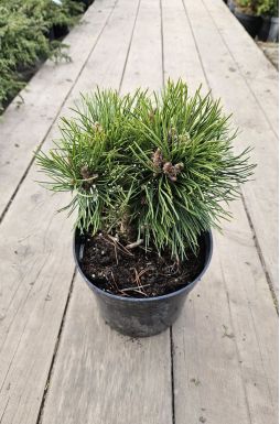 Сосна горная Грюн Велл (Grune Welle)