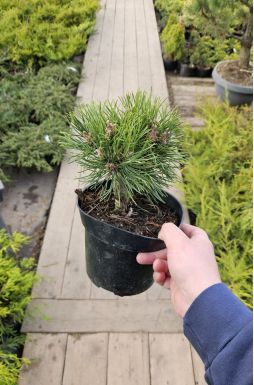 Сосна горная Грюн Велл (Grune Welle)