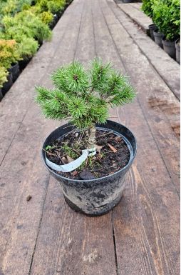 Сосна горная Литомисл (Litomysl)