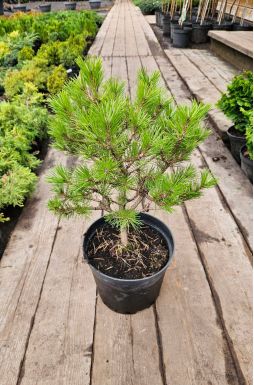 Сосна густоцветковая Лоу Глоу (Low Glow)