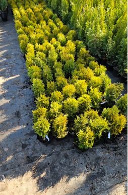 Туя западная Хозери (Hoseri)