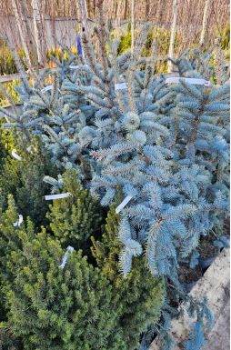 Ель колючая Хупси (Hoopsii)