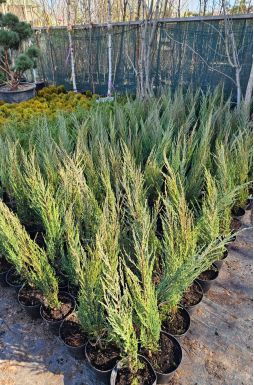 Можжевельник скальный Блю Эрроу (Blue arrow)