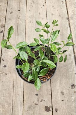 Бересклет форчуна Дартс Бланкет (Darts Blanket)