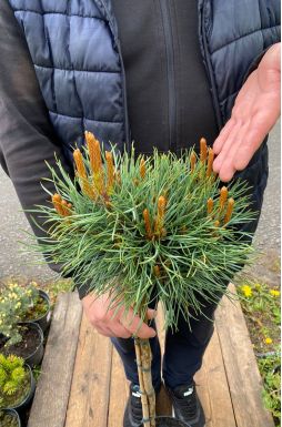 Сосна обыкновенная Чантри Блю на штамбе (Chantry Blue Pa)