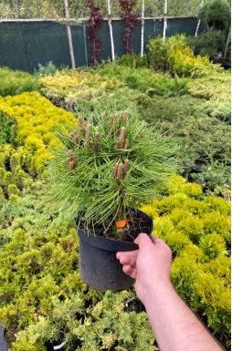 Сосна густоцветковая Джейн Клуис (Jane Kluis)