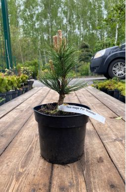 Сосна горная Поль Малетер (Pal Maleter)