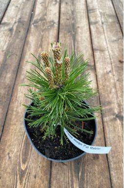 Сосна горная Поль Малетер (Pal Maleter)
