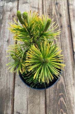 Сосна горная Швейцер Турист (Schweitzer Tourist)