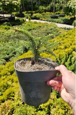 Пихта кефалинийская Мейерс Драфт (Meyers Dwarf)