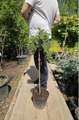 Можжевельник прибрежный Эмеральд Сиа на штамбе (Emerald sea Pa)