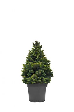 Пихта субальпийская Компакта (Compacta)