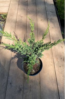 Можжевельник китайский Блаув (Blaauw)