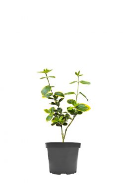 Бересклет форчуна Канадейл Голд (Canadale gold)