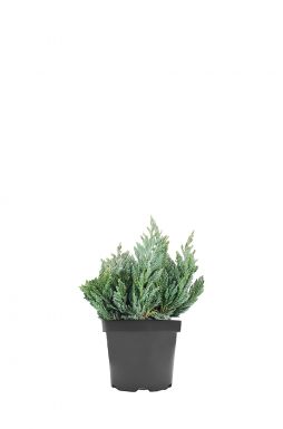 Можжевельник горизонтальный Блю Форест (Blue forest)