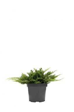 Можжевельник горизонтальный Принц Уэльский (Prince of wales)