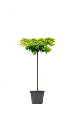 Можжевельник обыкновенный Голдшатц на штамбе (Goldschatz Pa)