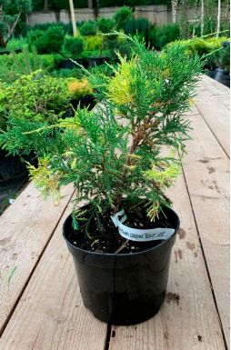 Можжевельник средний Блю энд Голд (Blue and Gold)