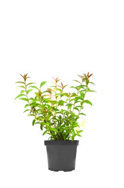 Спирея японская Антони Ватерер (Anthony Waterer)