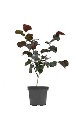 Лещина обыкновенная Пурпуреа (Purpureum)