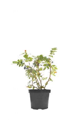 Магония падуболистная