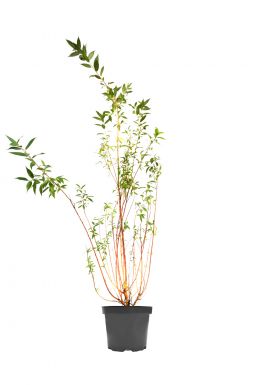 Ива Флейм (Flaime)