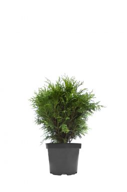 Туя западная Глобоза (Globosa)