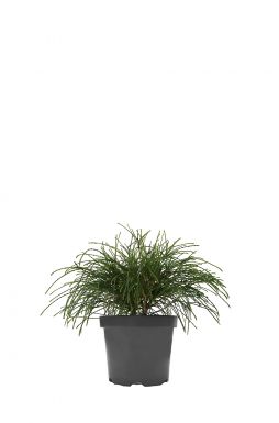 Туя складчатая Випкорд (Whipcord)