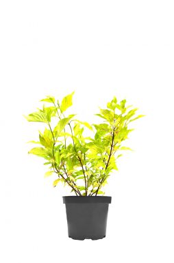 Дерен белый Ауреа (Aurea)