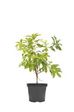 Азалия листопадная