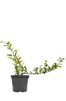 Айва японская Джет Трейл (Jet Trail)