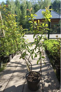 Айва японская Нивалис (Nivalis)