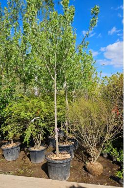 Клен серебристый (Saccharinum)