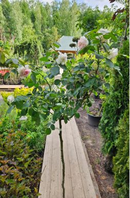 Роза штамбовая в ассортименте