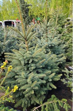 Ель колючая Супер Блю Сидлинг (Super Blue Seedling)