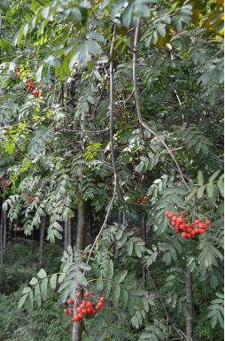 Рябина обыкновенная Пендула (Pendula)