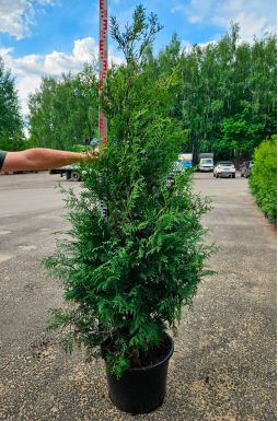 Туя западная Брабант (Brabant)