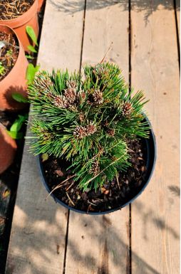 Сосна Гельдрейха Шмидта (Schmidtii)