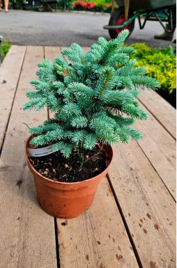 Ель колючая Глаука Глобоза (Glauca globosa)