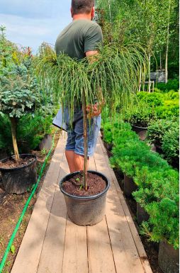 Туя складчатая Випкорд на штамбе (Whipcord Pa)