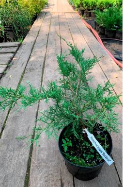 Можжевельник казацкий Блю Дануб (Blue danube)