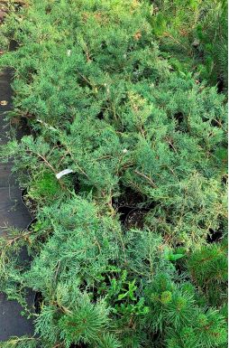 Можжевельник виргинский Грей Оул (Grey owl)