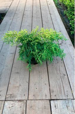 Можжевельник средний Голд Стар (Gold star)