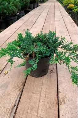 Можжевельник горизонтальный Вилтони (Wiltonii)