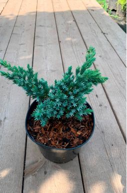 Можжевельник чешуйчатый Мейери (Meyeri)